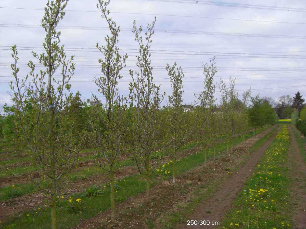 Apfeldorn Baum als guter Sichtschutz kaufen und liefern lassen