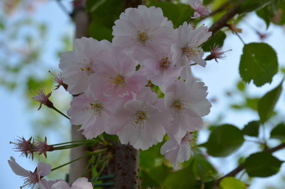 Zierkirsche: Frühe Cherry-Zierkirsche Accolade