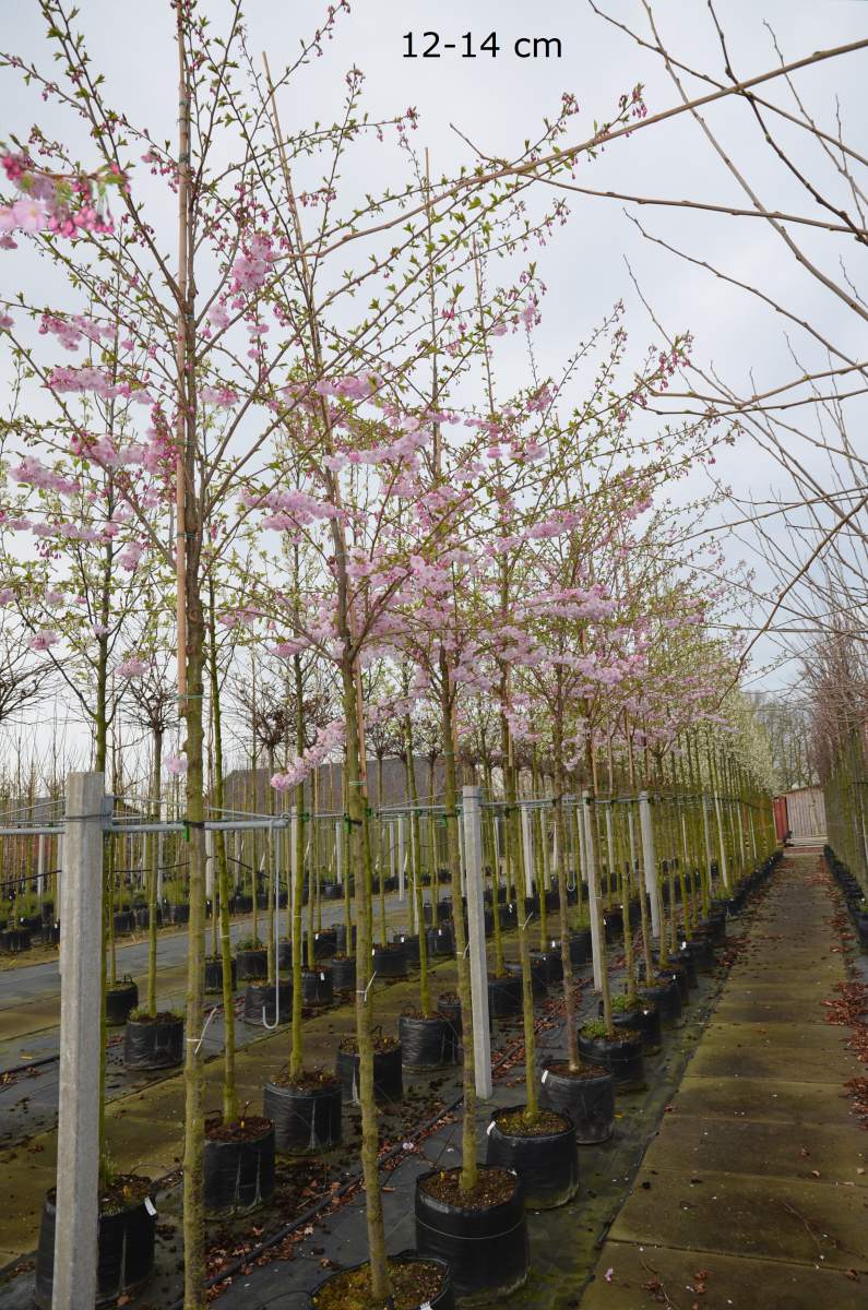 Zierkirsche: Frühe Cherry-Zierkirsche Accolade