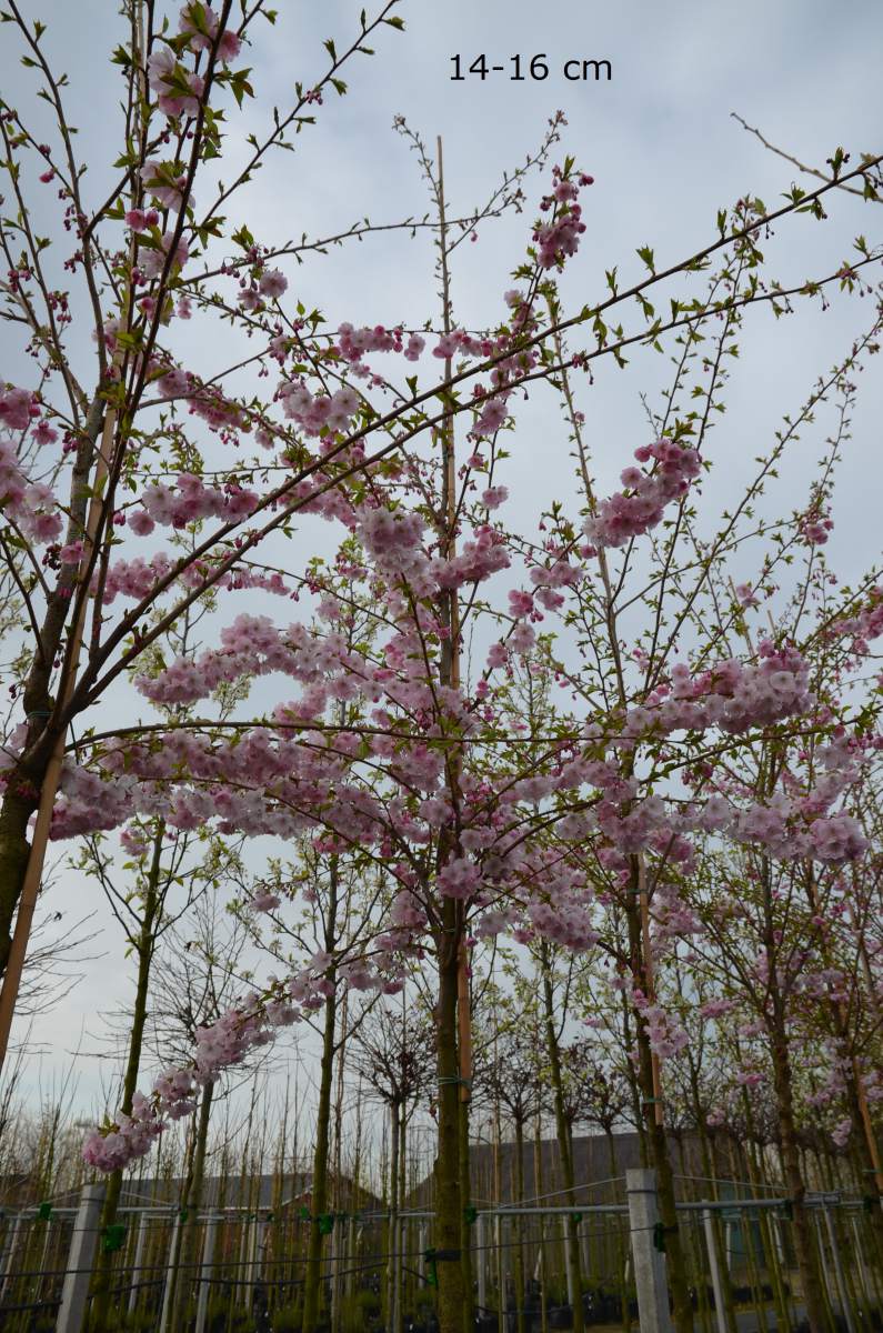 Zierkirsche: Frühe Cherry-Zierkirsche Accolade