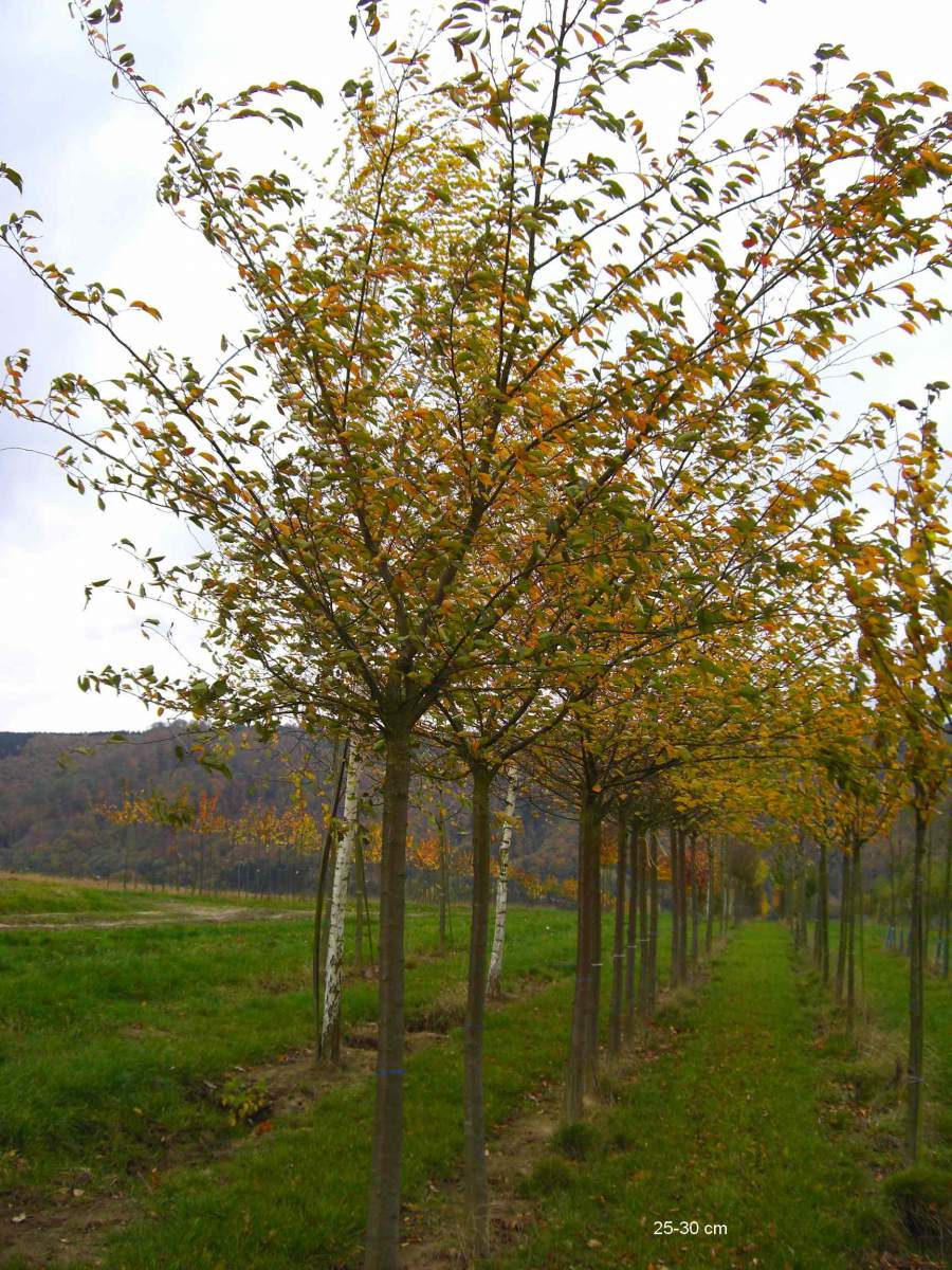 Zierkirsche: Frühe Cherry-Zierkirsche Accolade