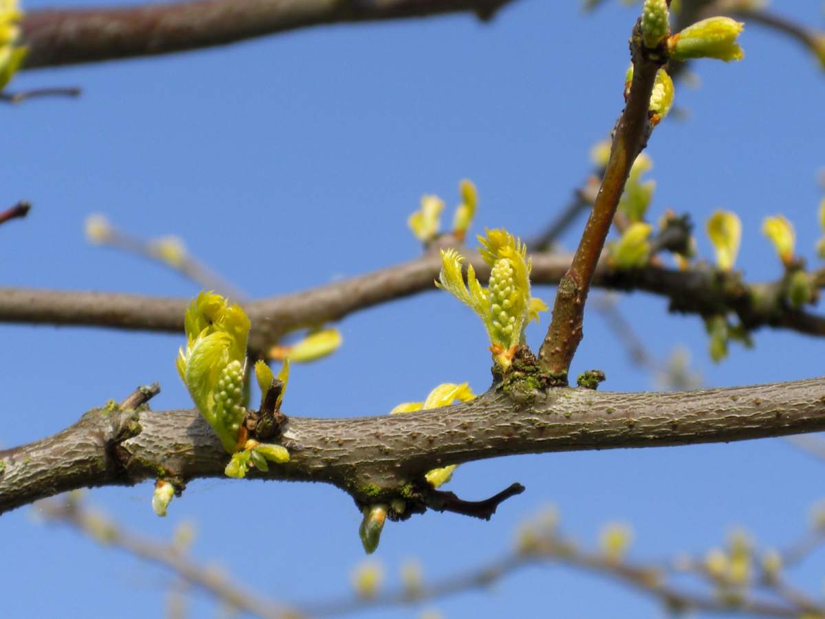 Gleditschie: Gelbe Gleditschie