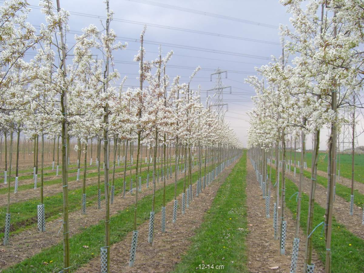 Felsenbirne: Kupfer-Felsenbirne