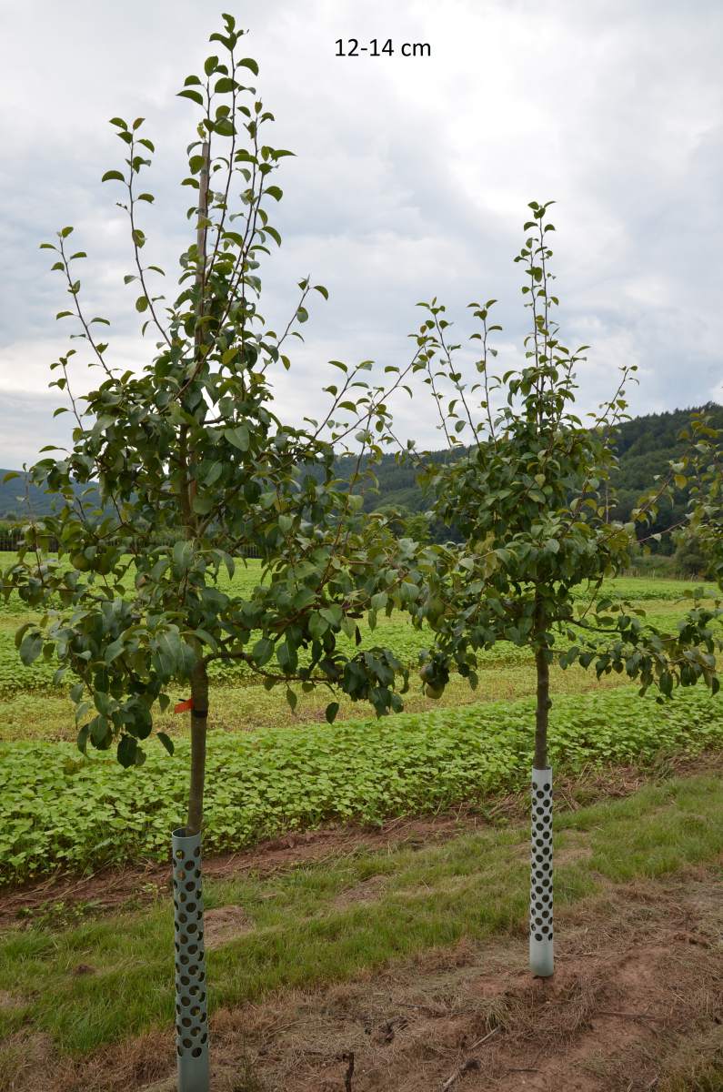 Birne: Doppelte Philipsbirne