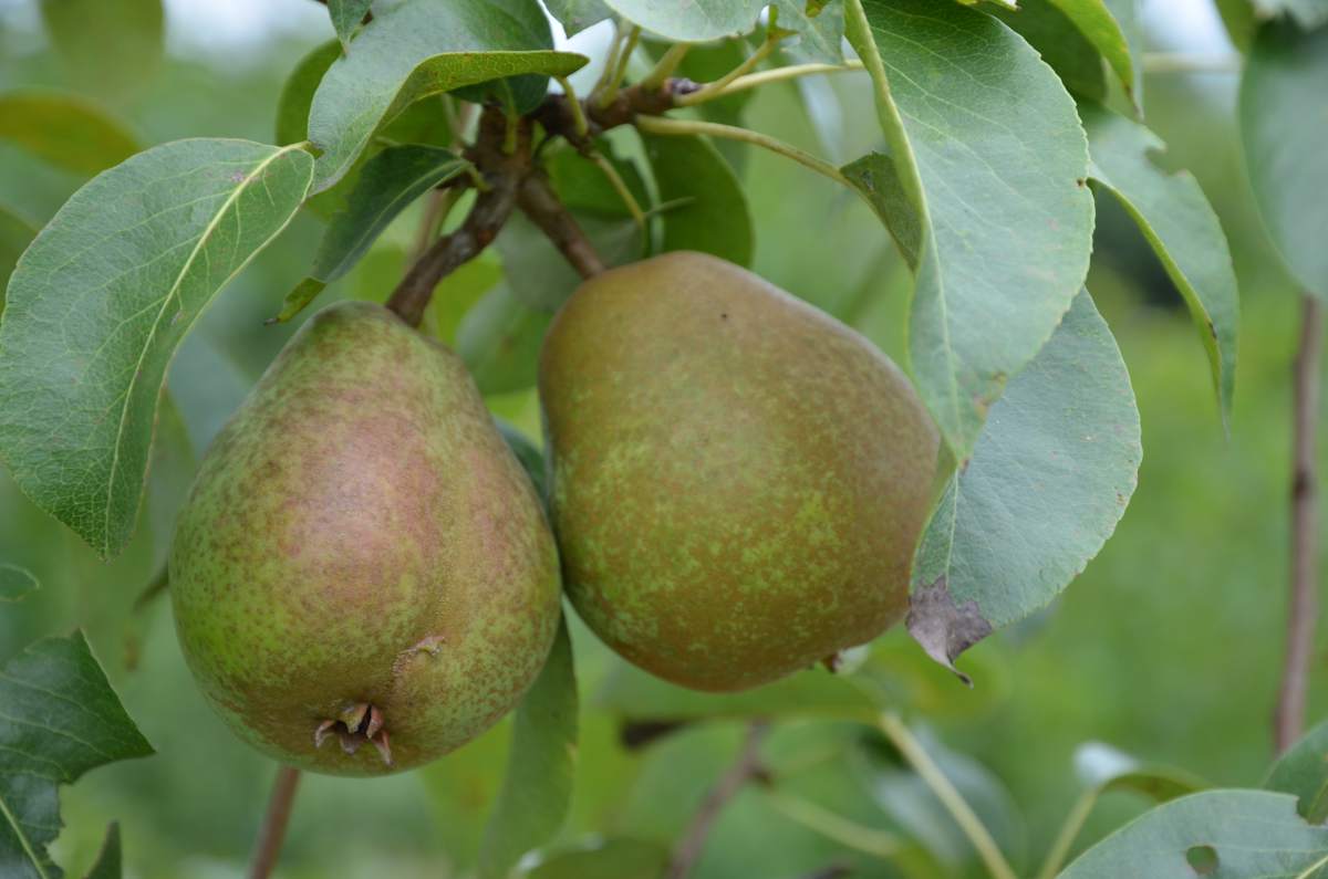 Birne: Doppelte Philipsbirne
