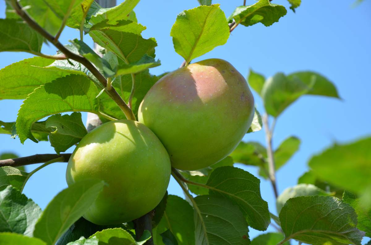 sehr alte Apfelsorten als große Bäume