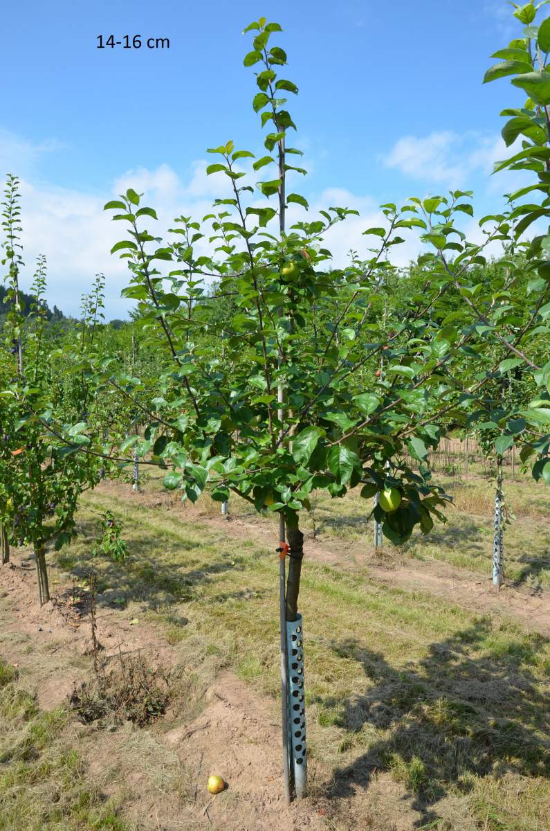 Apfel: Geflammter Kardinal