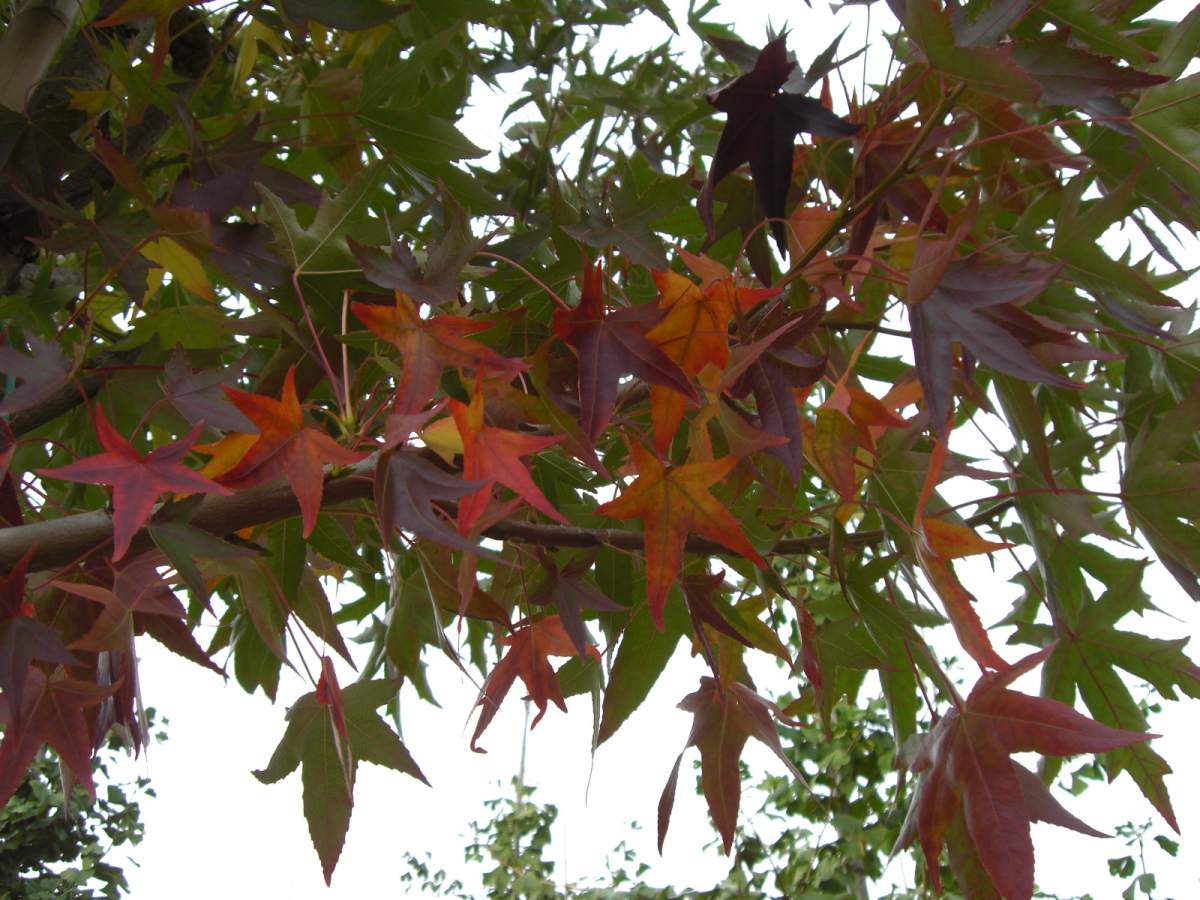 Amberbaum Red Star