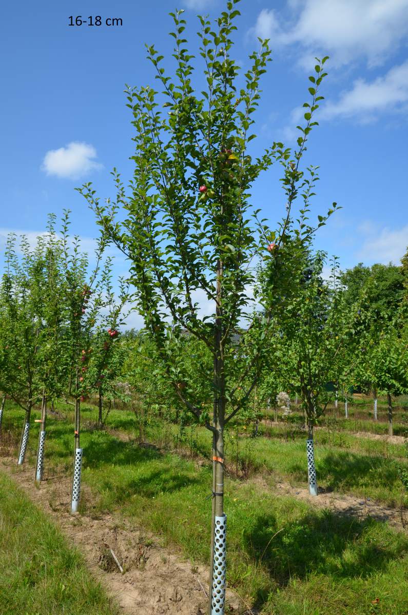 Preview: Apfel: Berner Rosenapfel