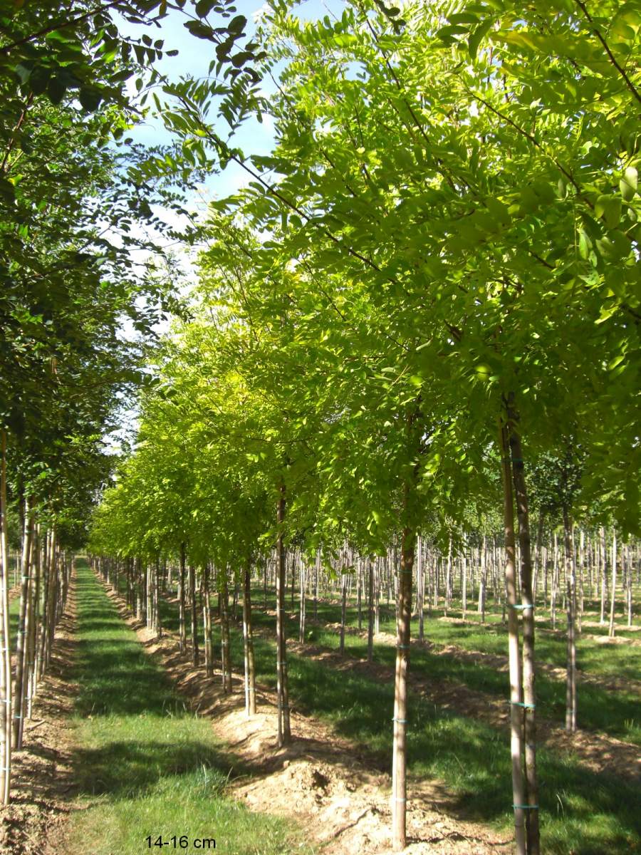 Preview: Akazie: Goldakazie/Goldrobinie