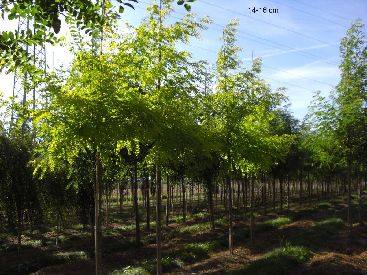 Akazie: Goldakazie/Goldrobinie