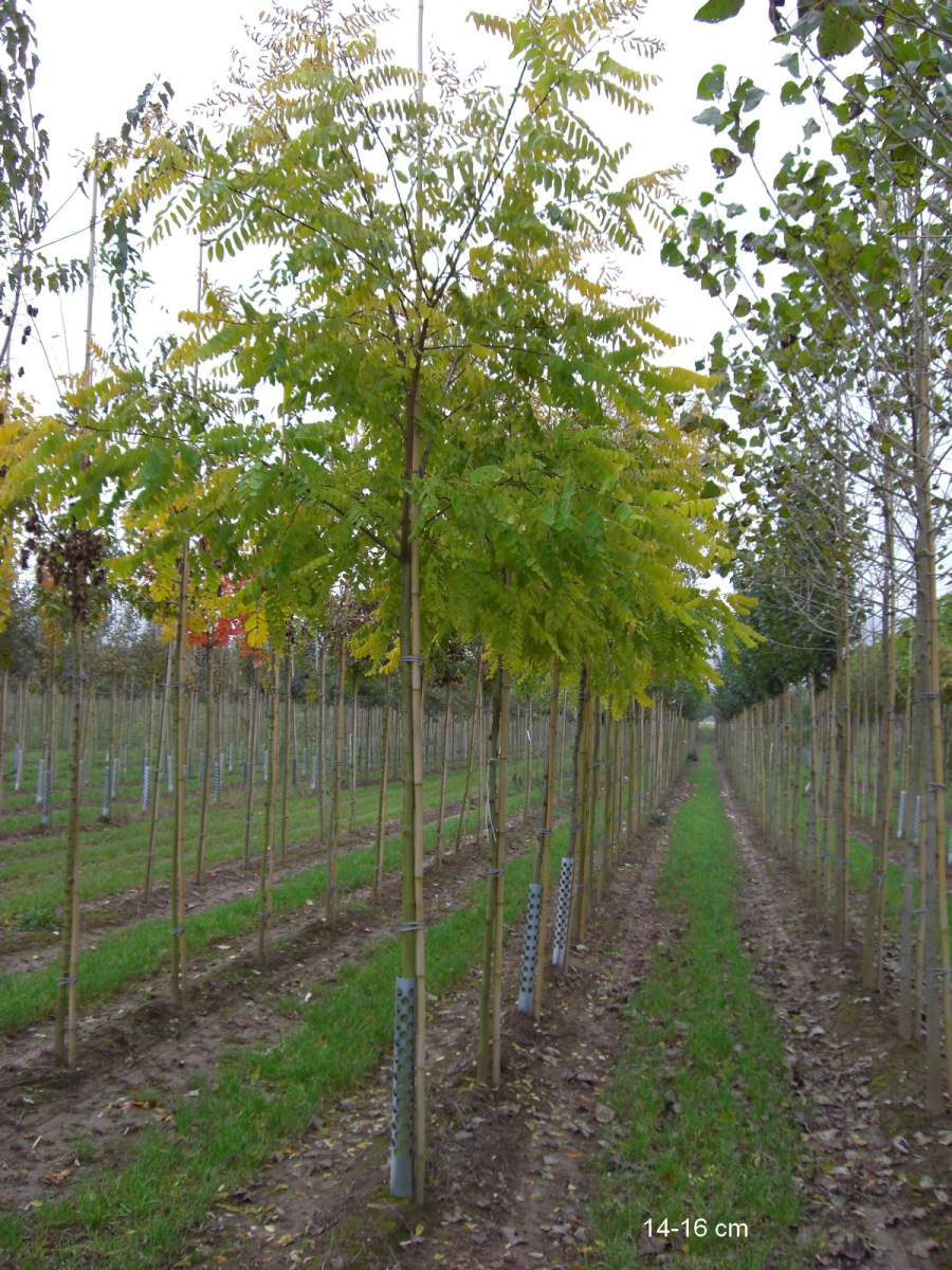 Akazie: Goldakazie/Goldrobinie