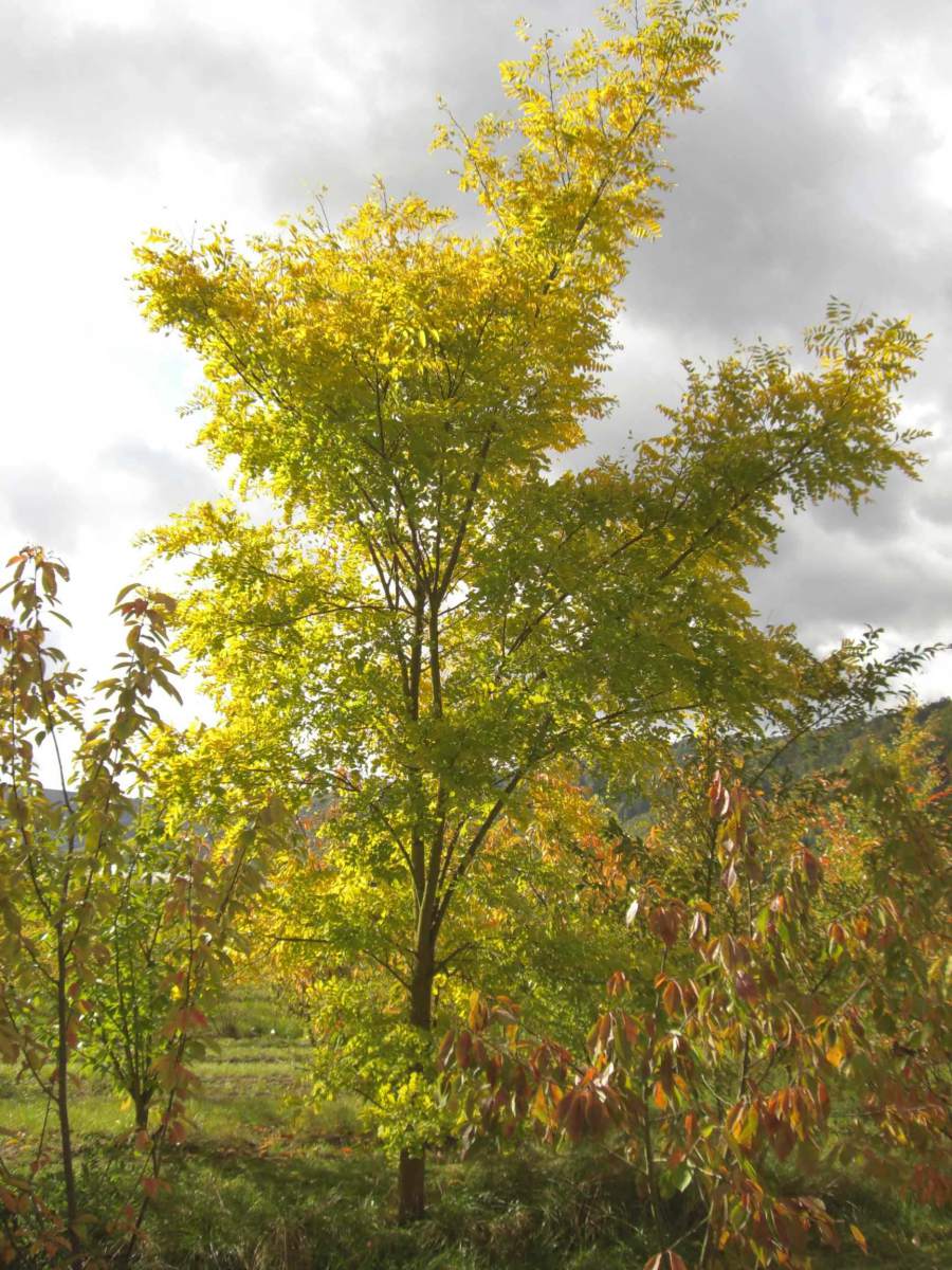 Akazie: Goldakazie/Goldrobinie