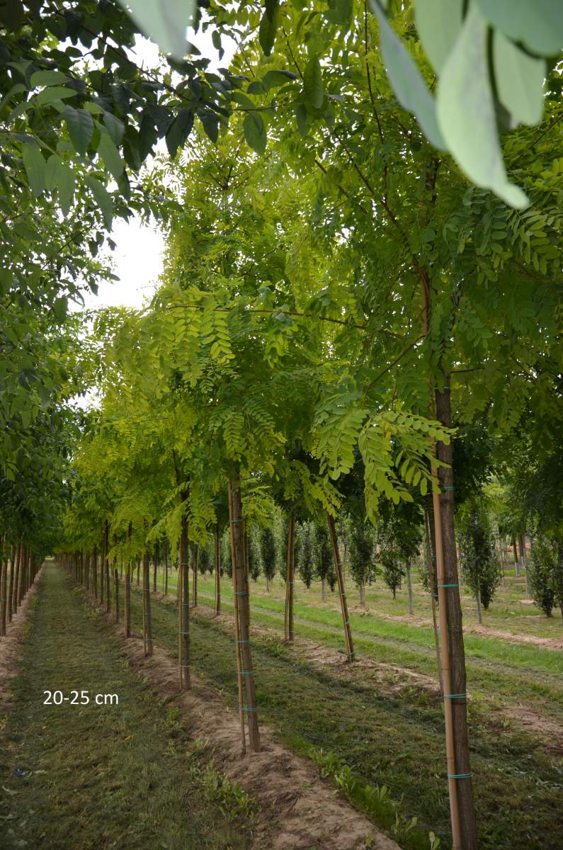 Akazie: Goldakazie/Goldrobinie