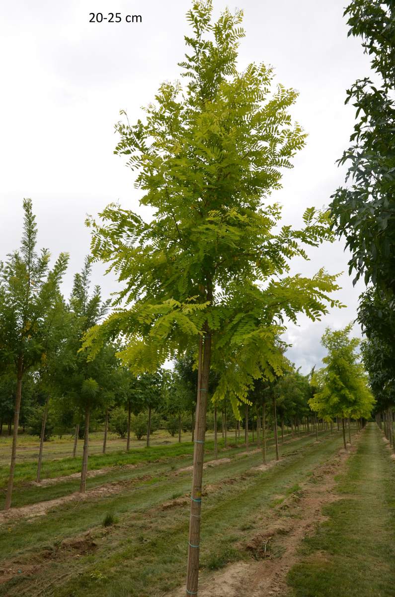 Akazie: Goldakazie/Goldrobinie