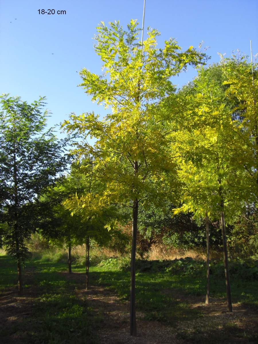 Preview: Akazie: Goldakazie/Goldrobinie