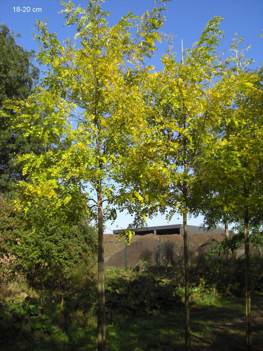 Akazie: Goldakazie/Goldrobinie