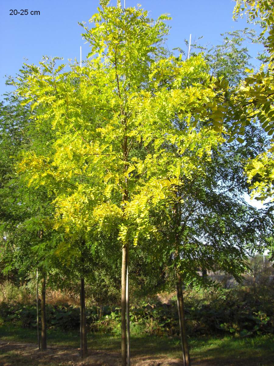 Akazie: Goldakazie/Goldrobinie