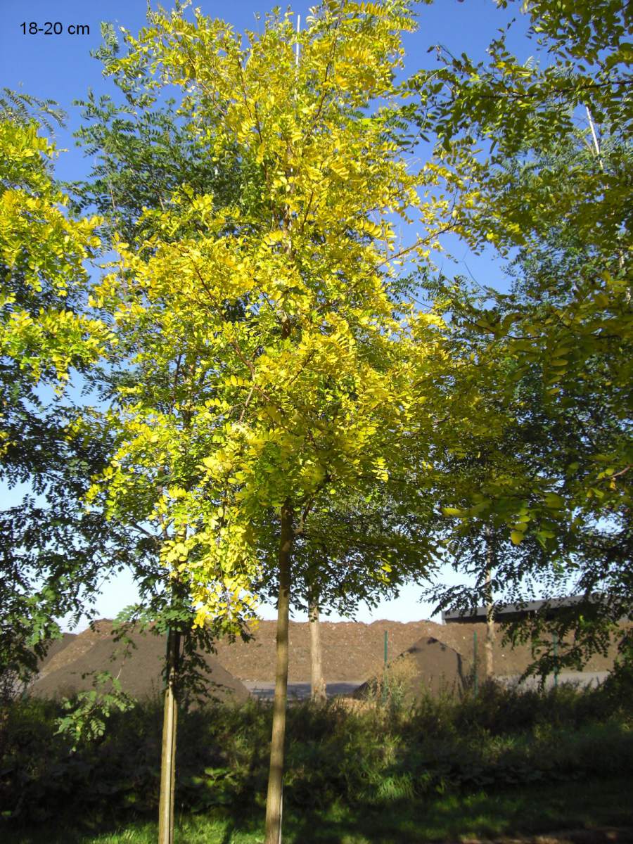 Akazie: Goldakazie/Goldrobinie