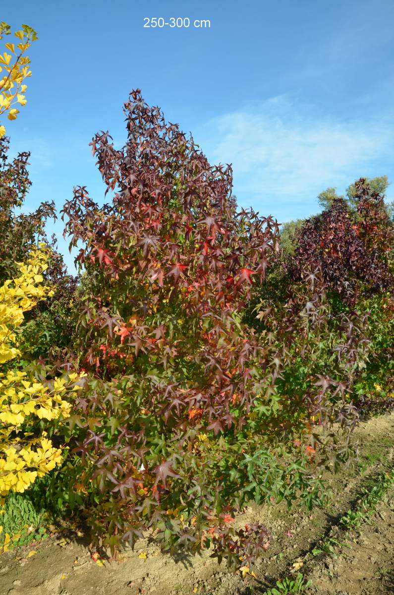 Schon groß gewachsenen Amberbaum hier kaufen inklusive Lieferung