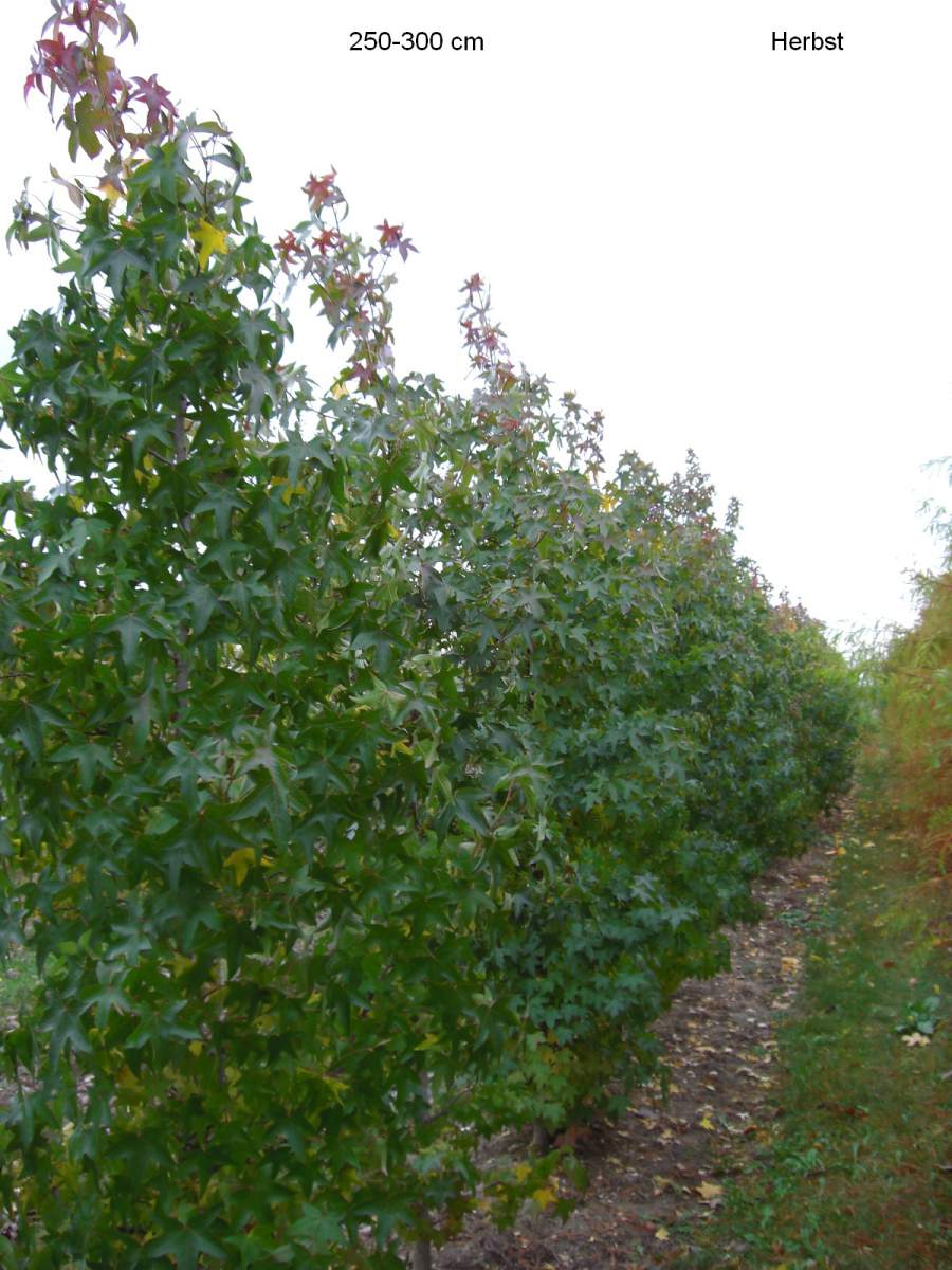 Schon groß gewachsenen Amberbaum hier kaufen inklusive Lieferung