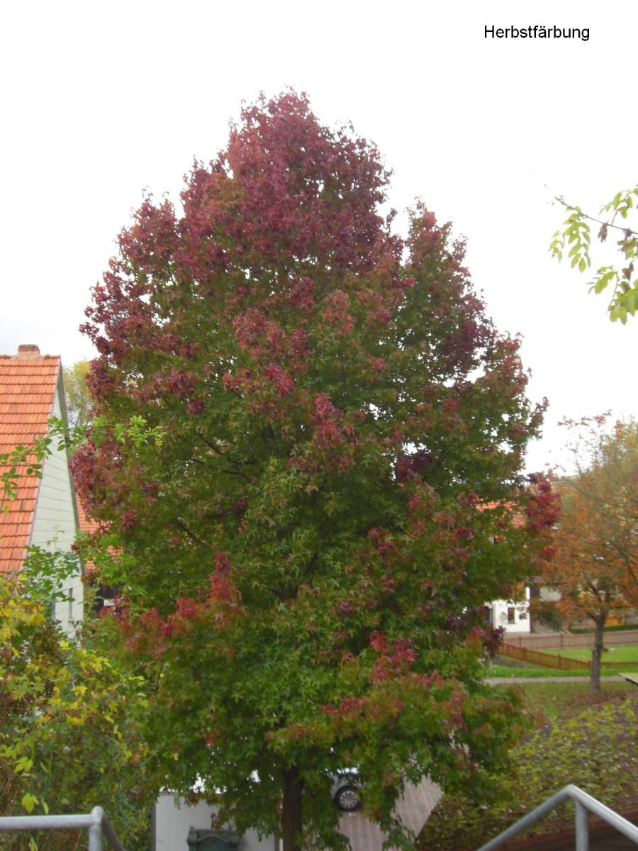 Amberbaum