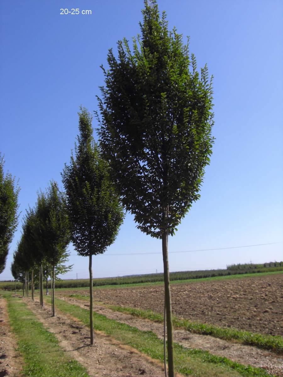 Hainbuche: Säulen-Hainbuche