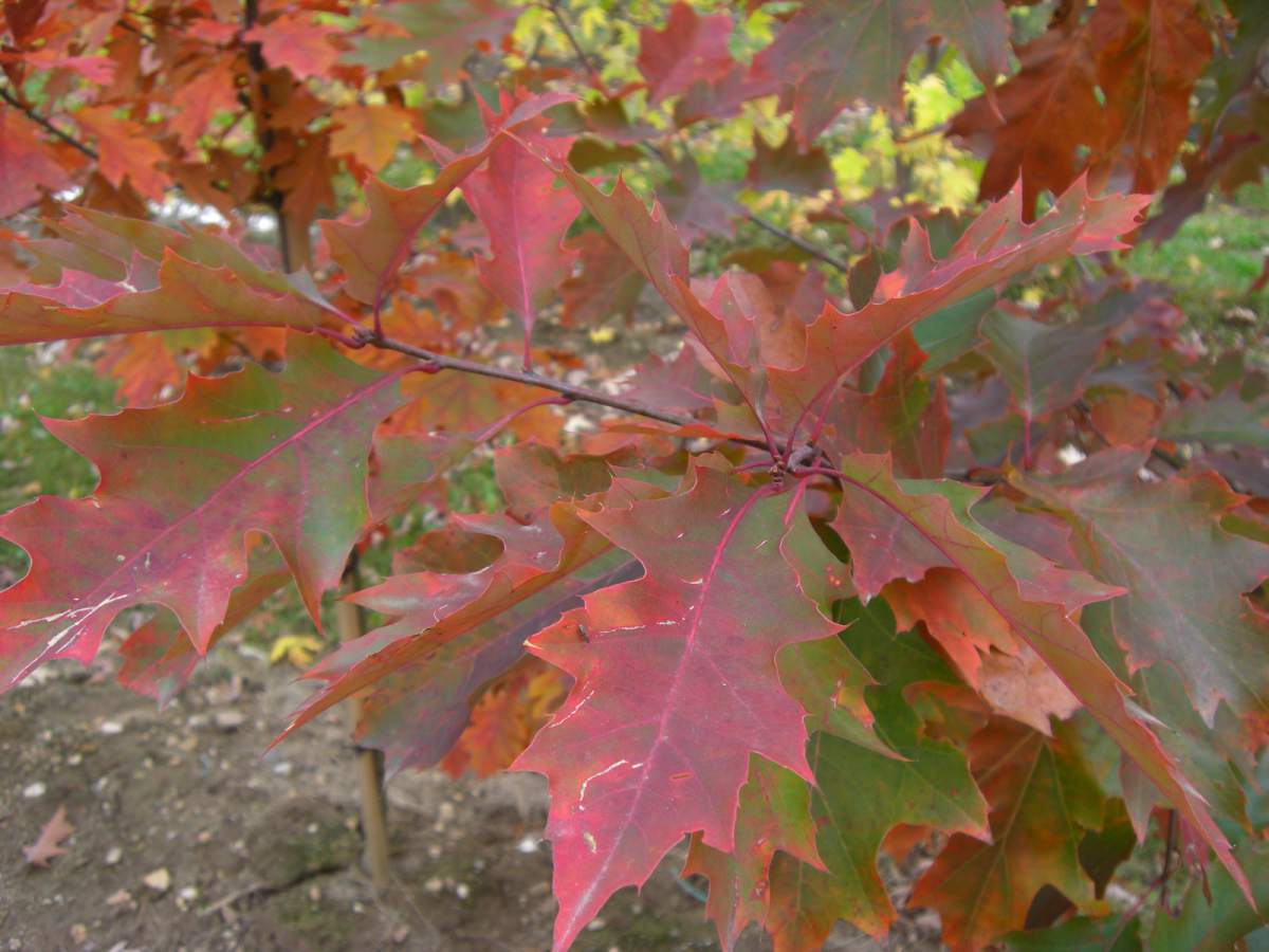 Sie suchen die Amerikanische Roteiche Quercus rubra als