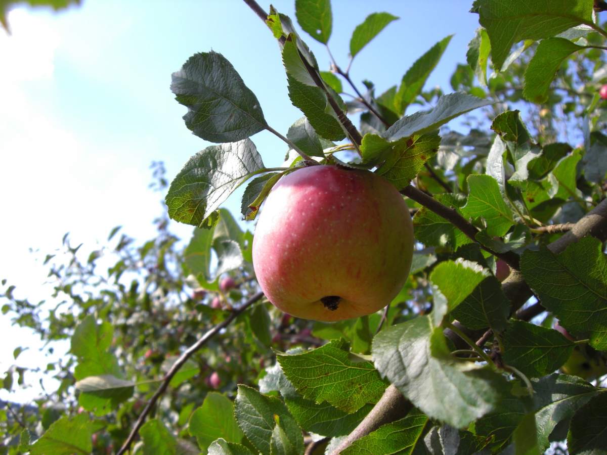 Apfel: Florina