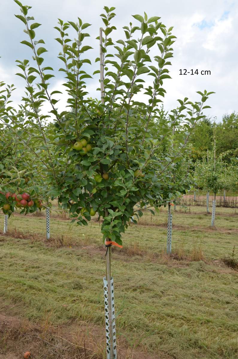 Apfelbaum: Hochstamm, Halbstamm, Busch und Säule