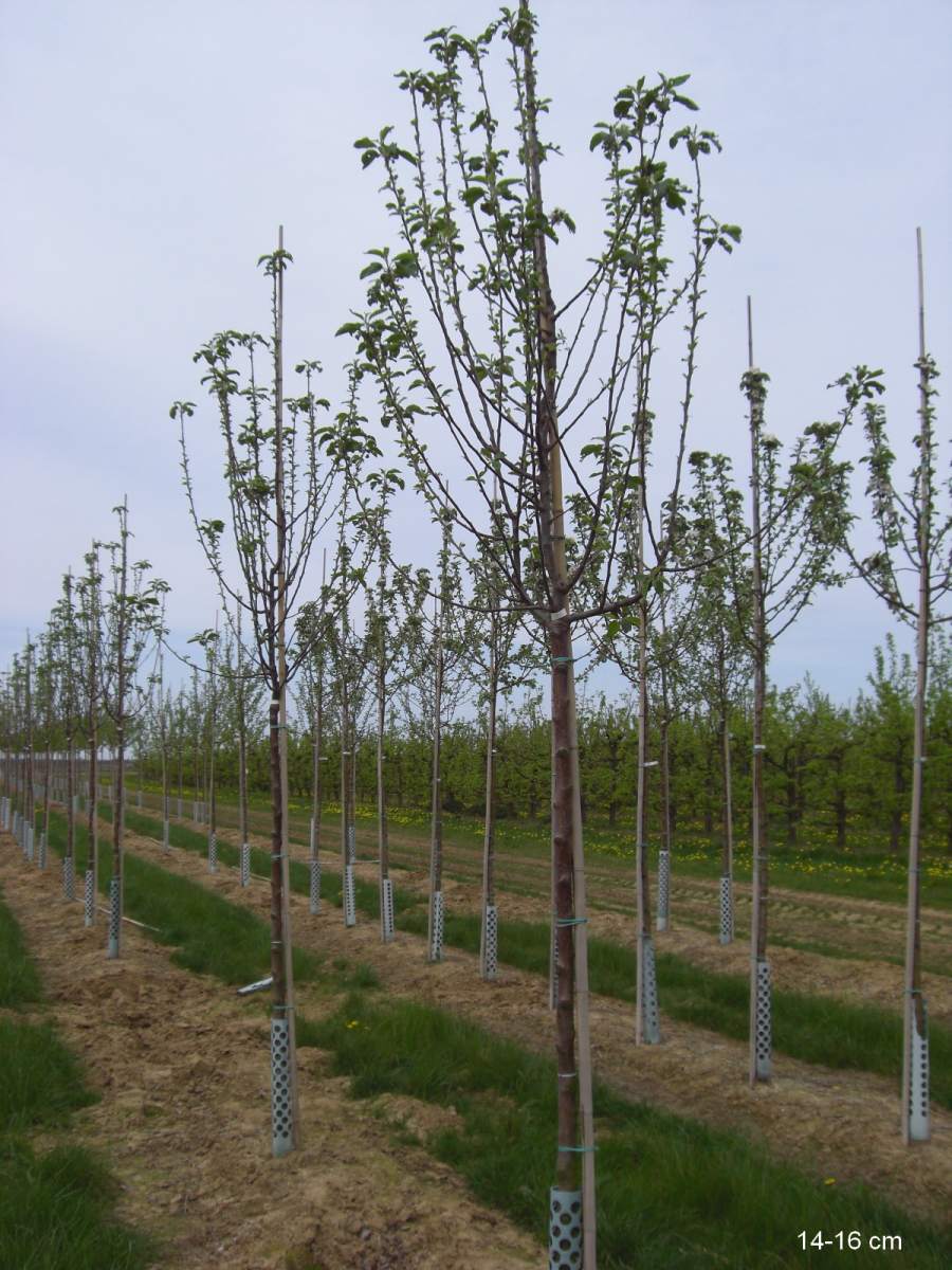 Apfel: Goldparmäne