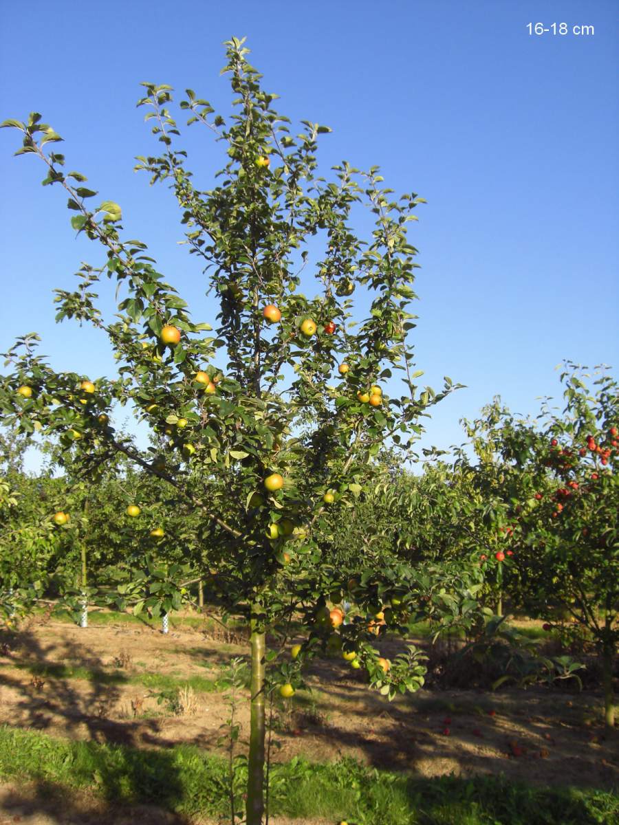 Apfel: Goldparmäne