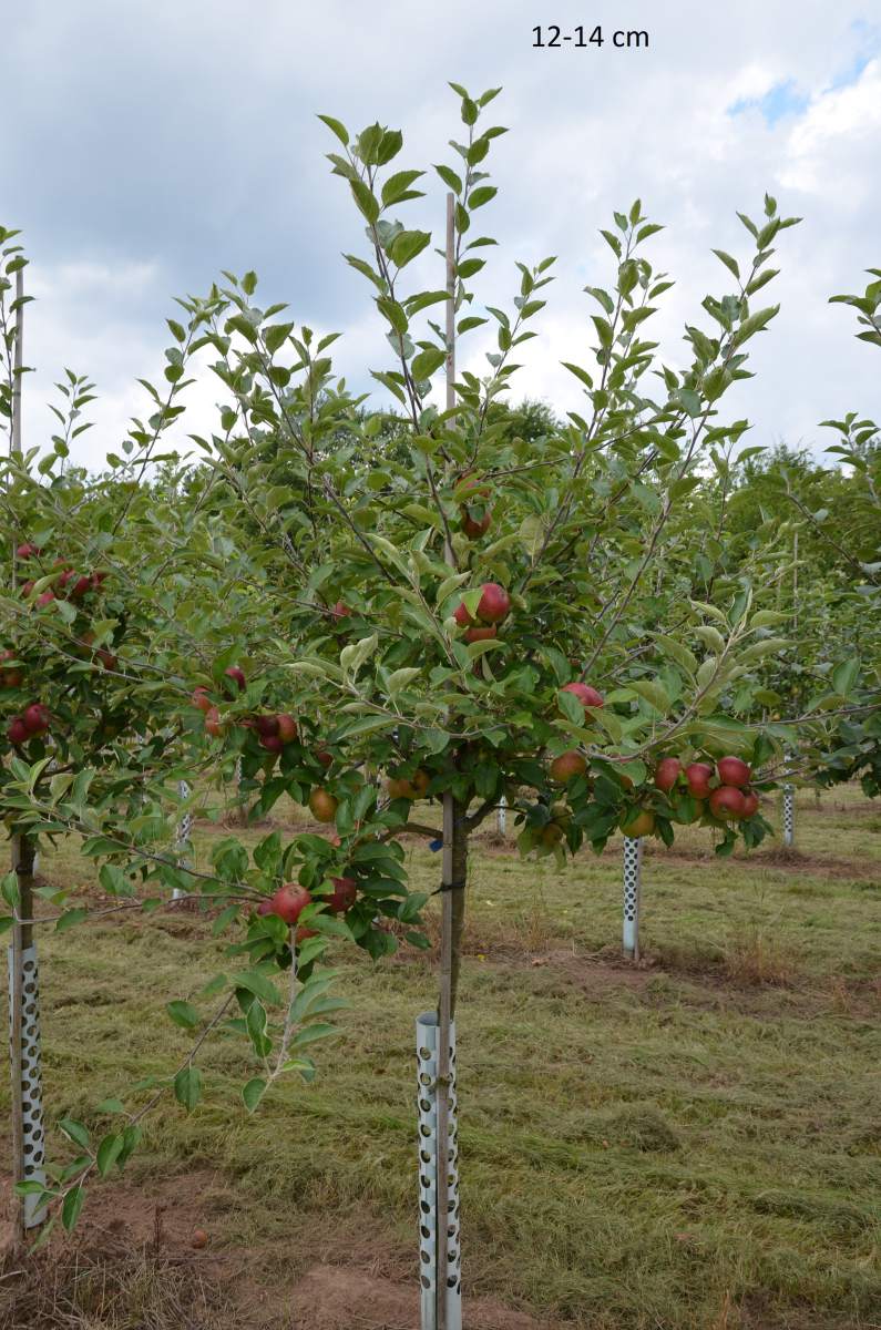 Apfel: Ingrid Marie