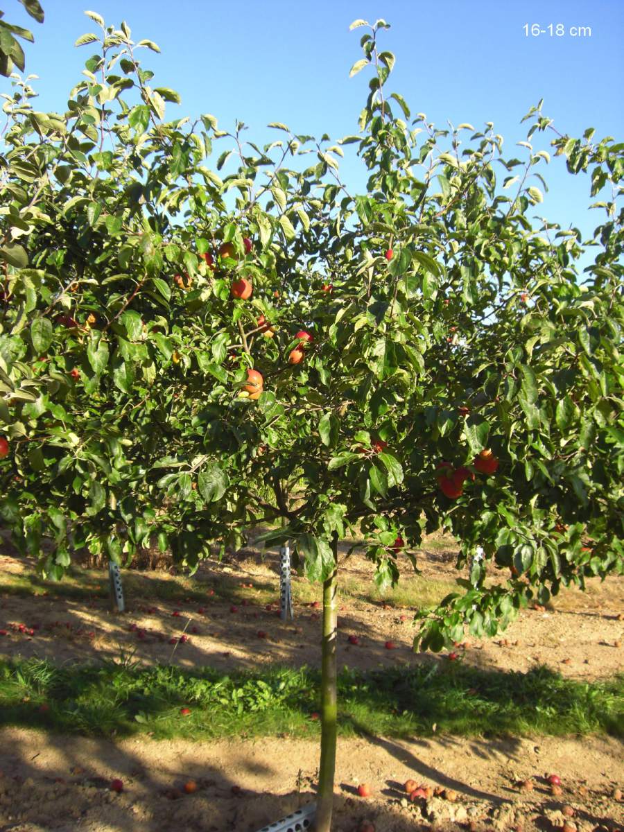 Apfel: Danziger Kantapfel