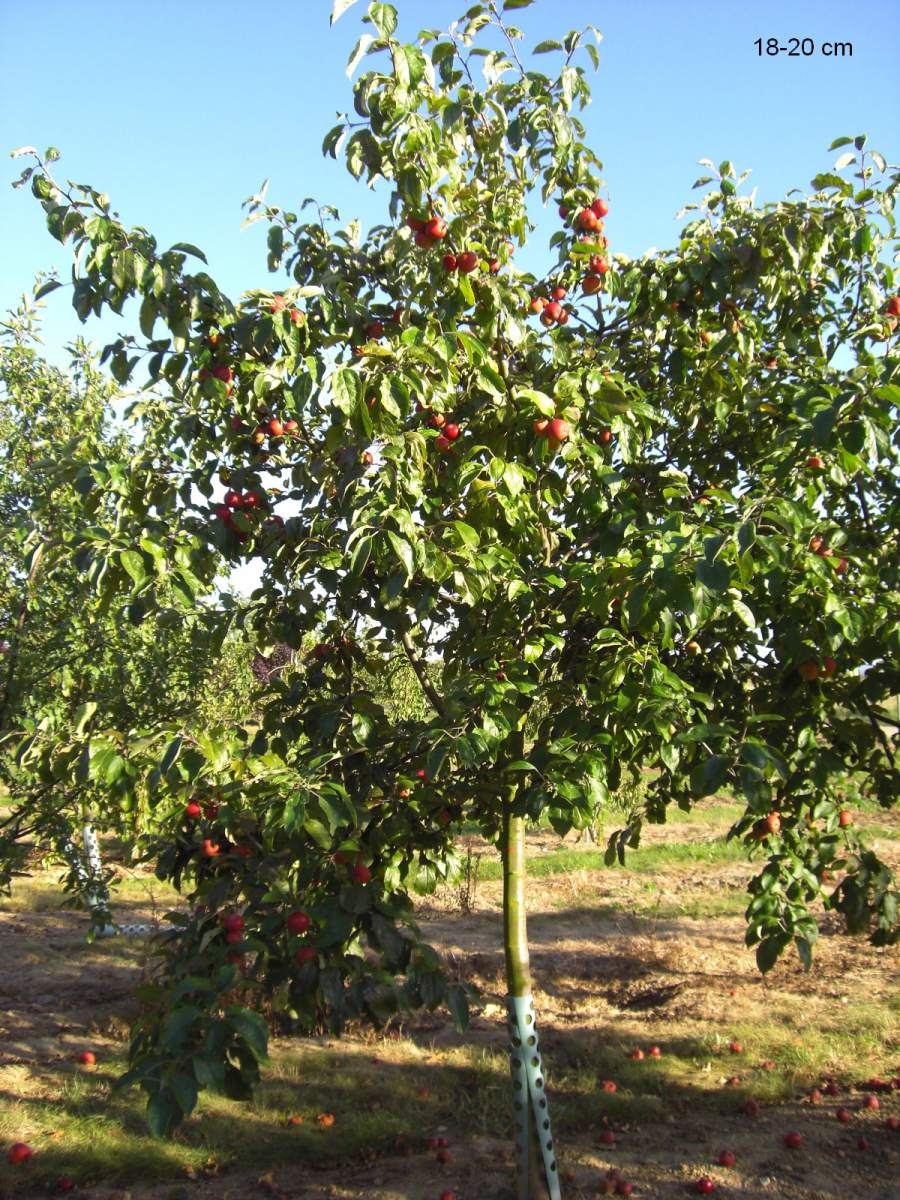 Apfel: Danziger Kantapfel