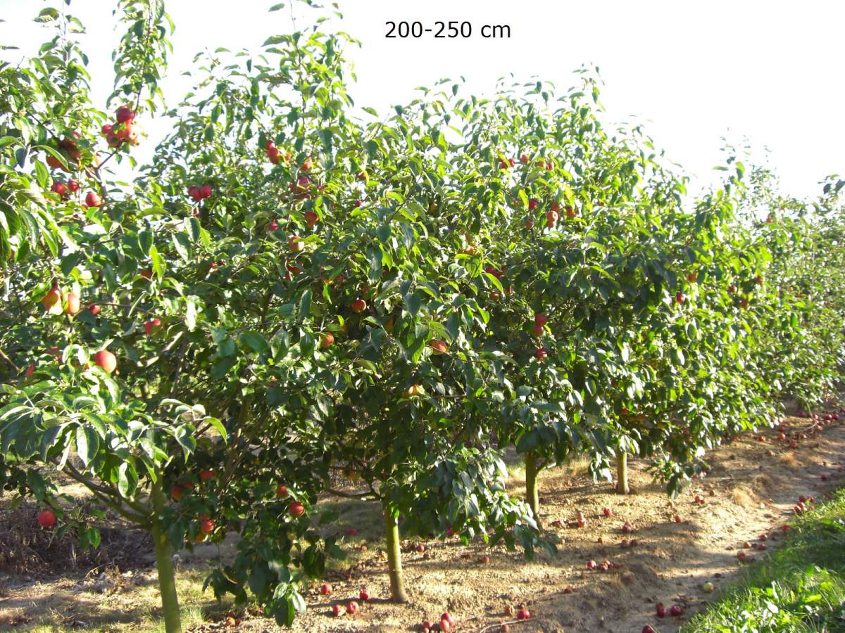 Apfel: Danziger Kantapfel