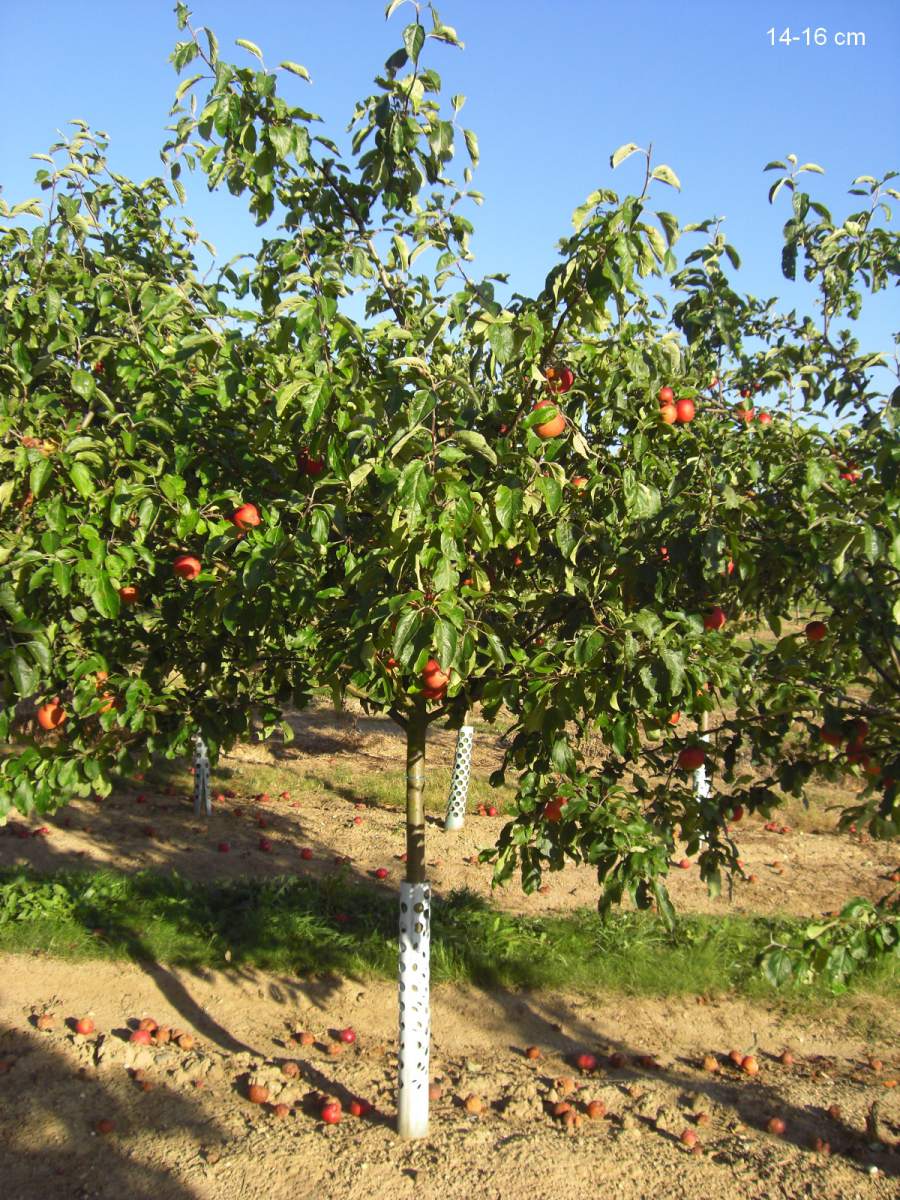 Apfel: Danziger Kantapfel