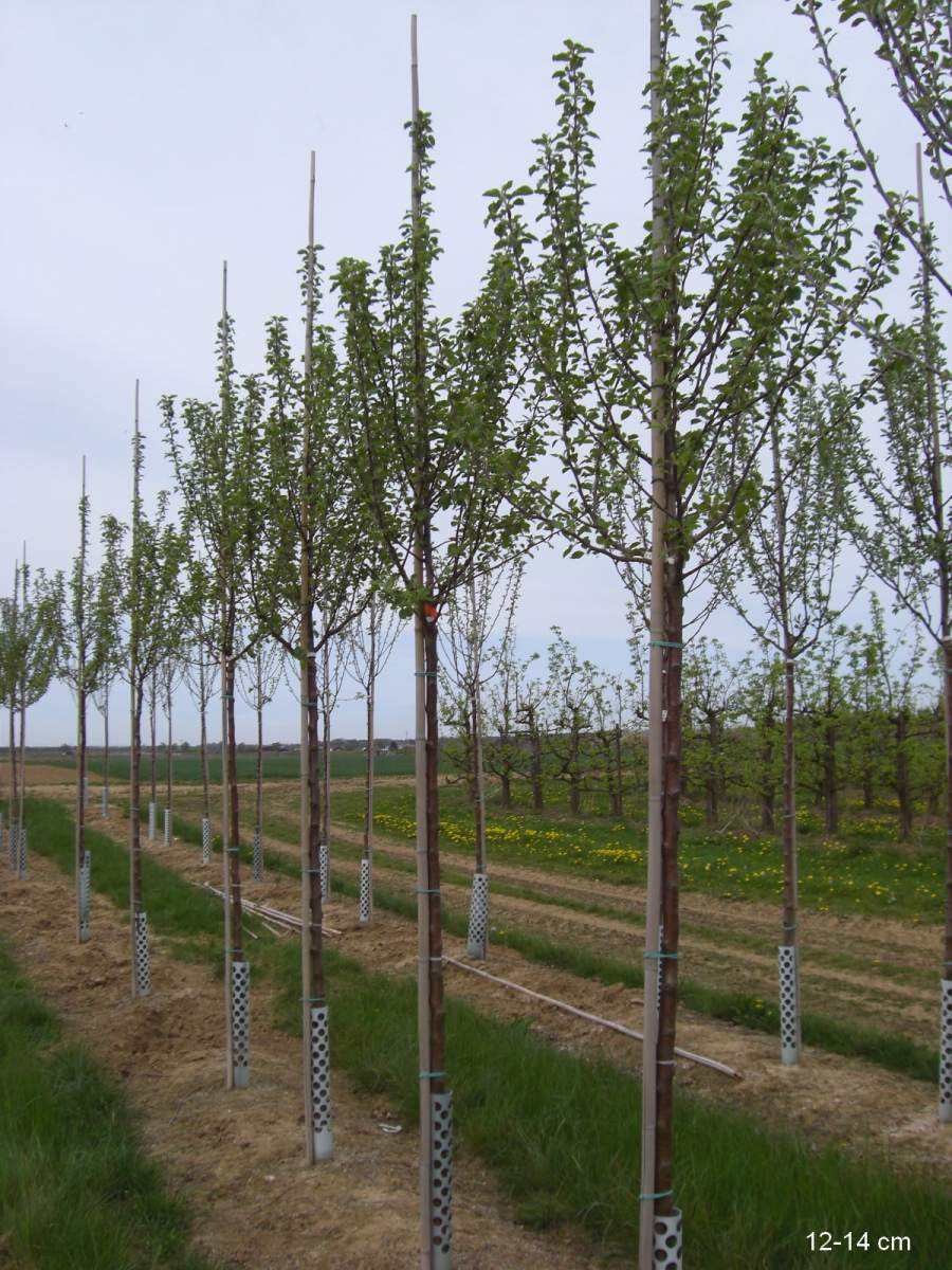 Apfel: Dülmener Herbstrosen