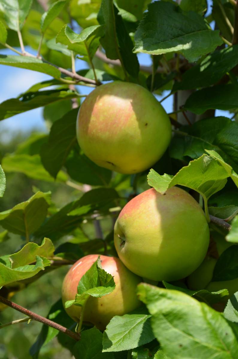 Apfel: Dülmener Herbstrosen