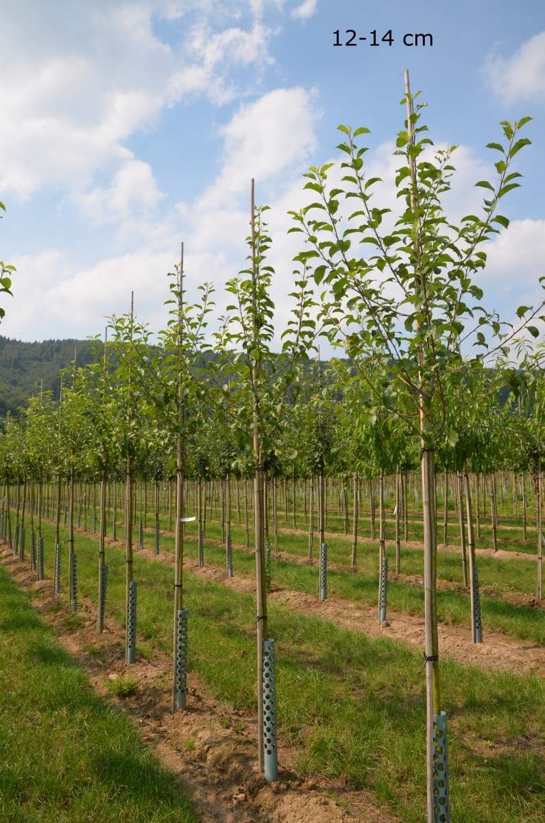 Apfel: Golden Delicious