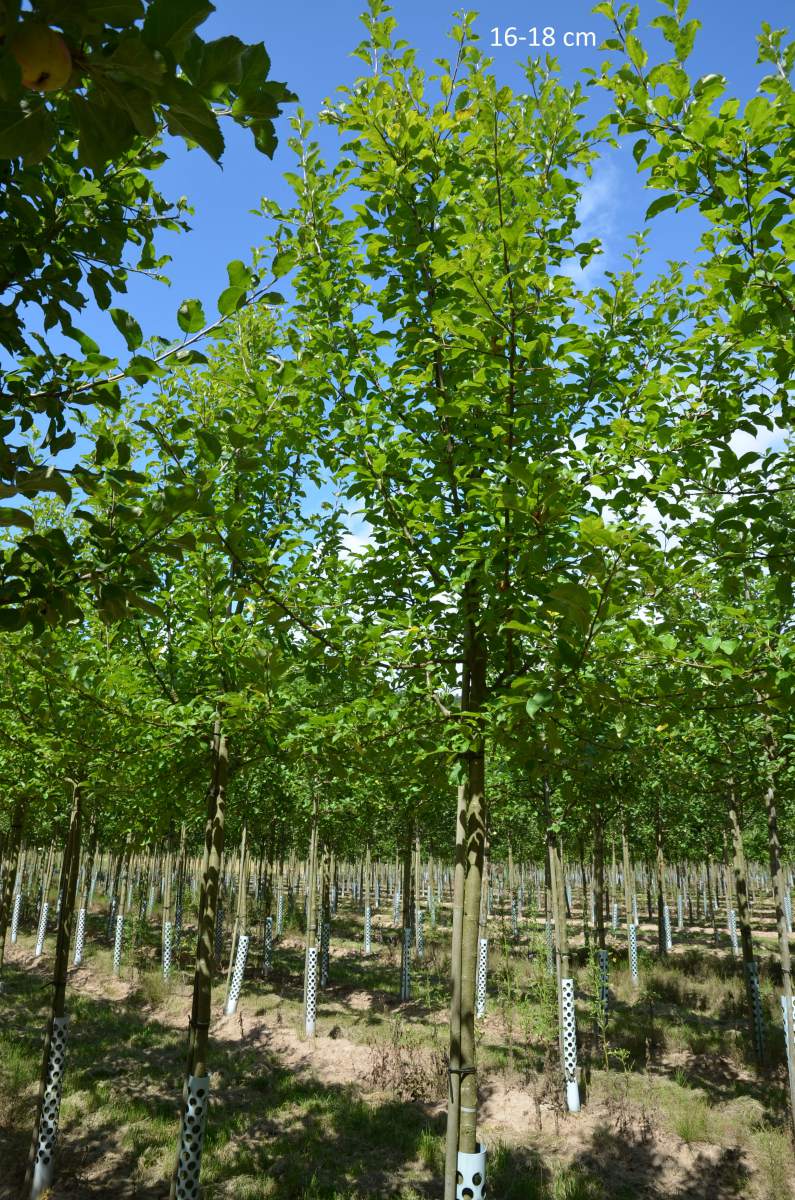 Apfel: Golden Delicious