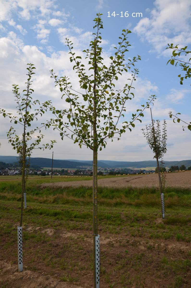 Apfel: Golden Delicious