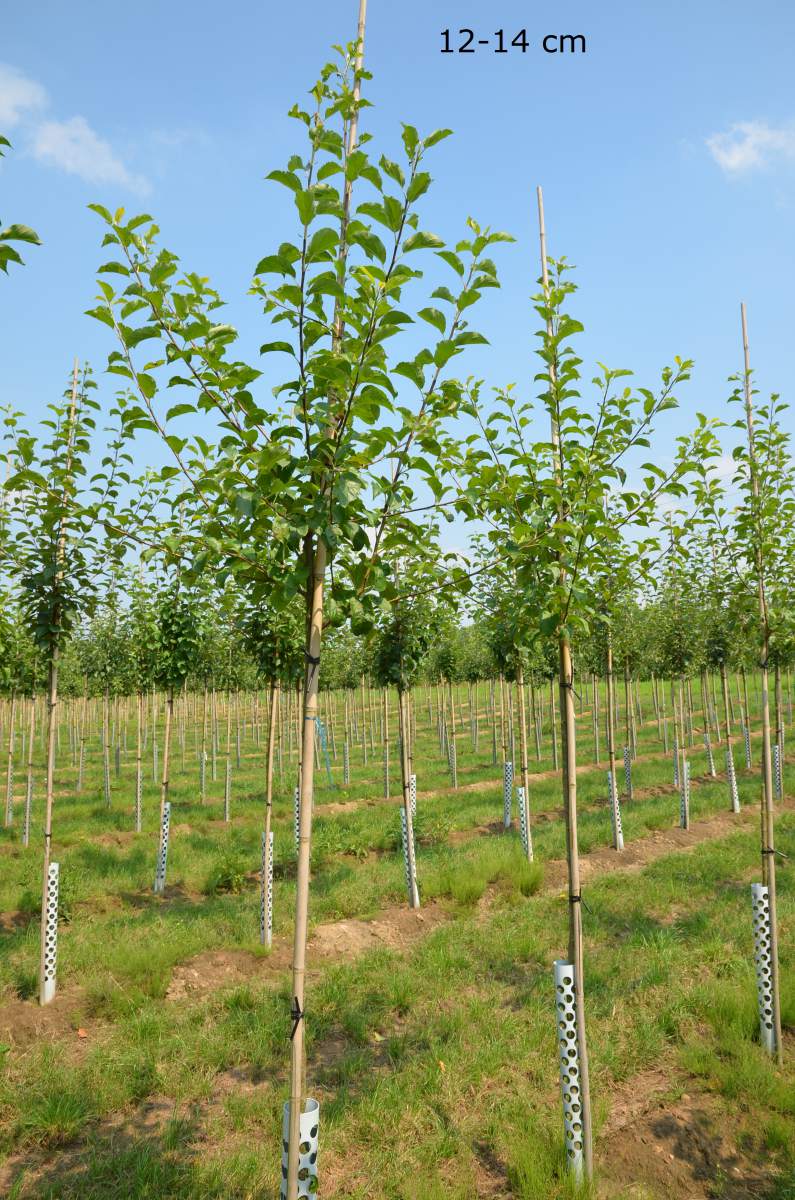 Apfel: Golden Delicious