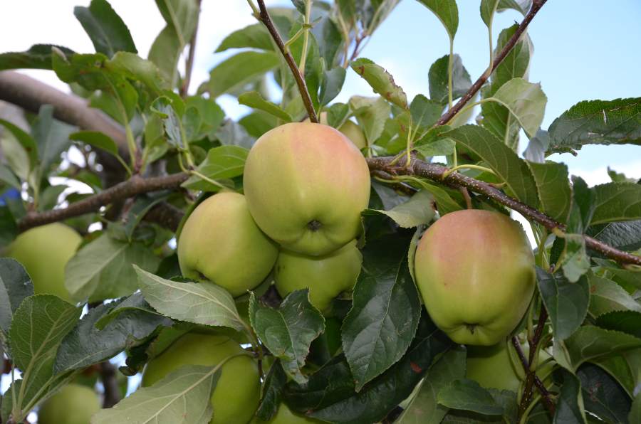 Apfel: Golden Delicious