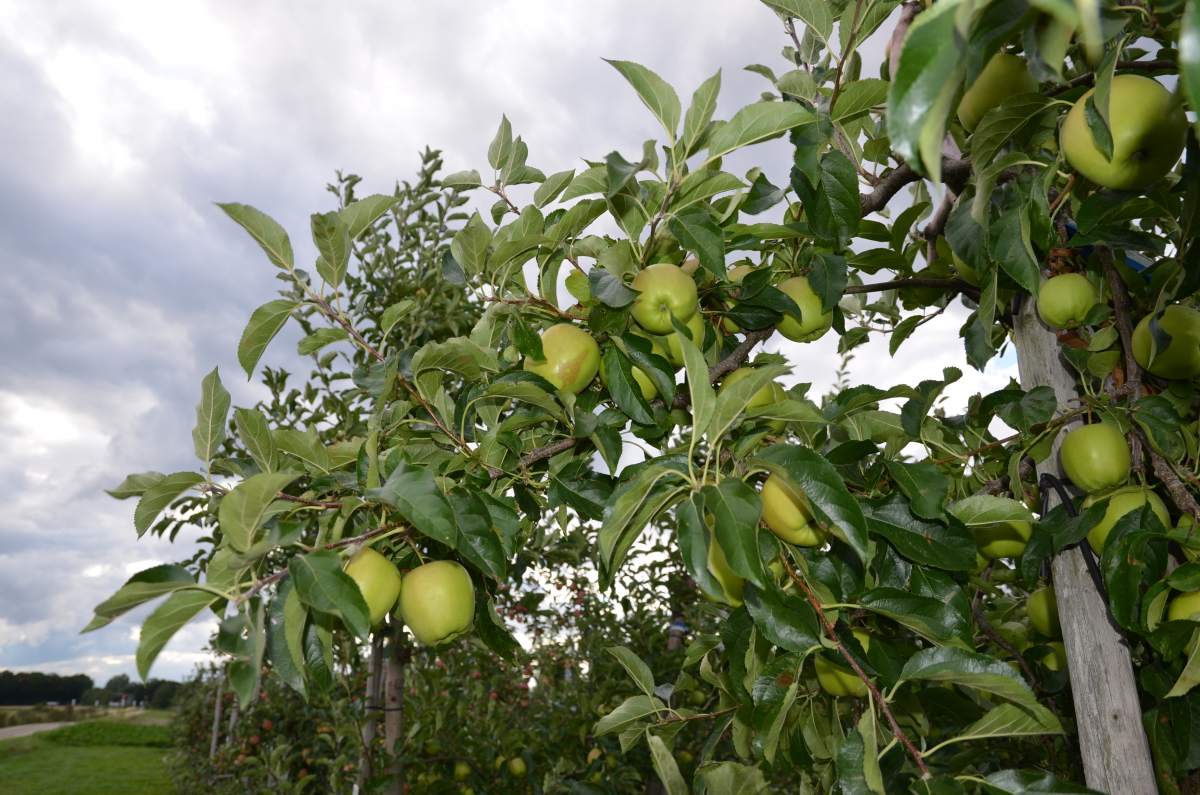 Apfel: Golden Delicious