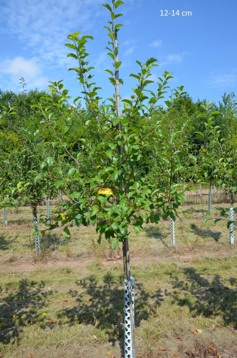 Apfel: Golden Delicious