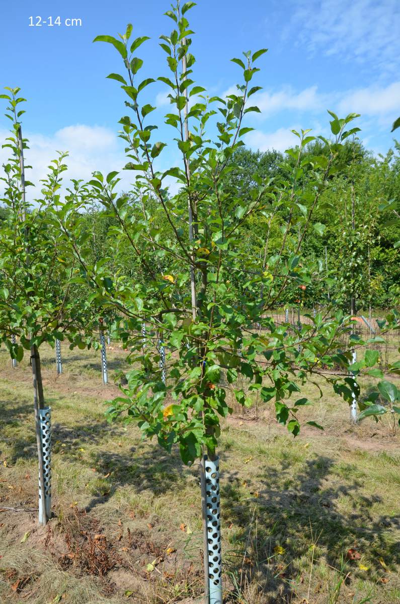 Apfel: Golden Delicious