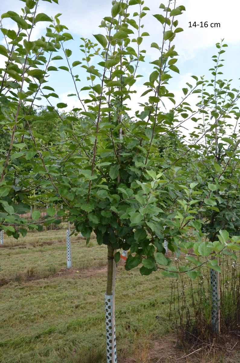 Apfel: Schöner von Boskoop