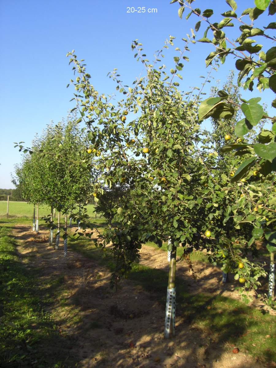 Apfel: Schöner von Boskoop