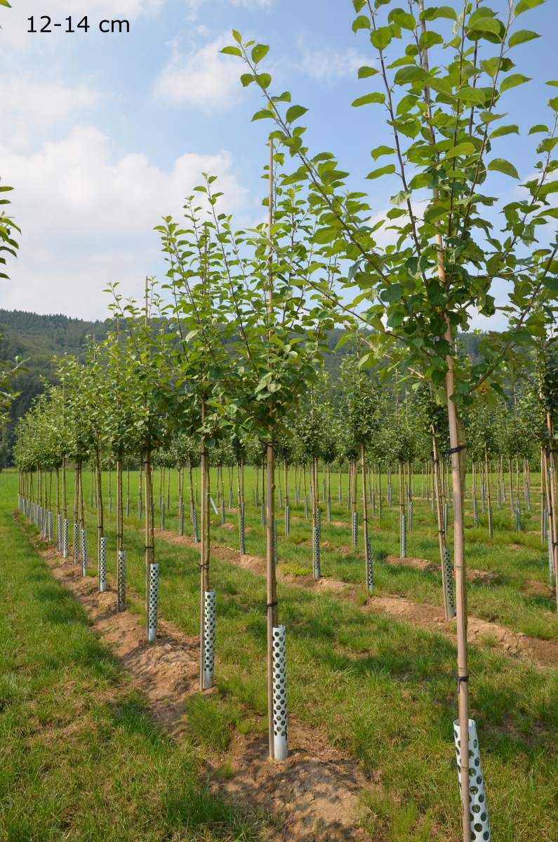 Apfel: Schöner von Boskoop